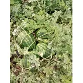 Seminte pepene verde Eros F1