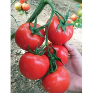 Seminte tomate Nemesis F1