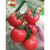 Seminte tomate Nemesis F1