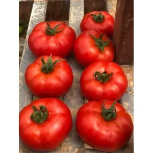 Seminte tomate Ozkan F1