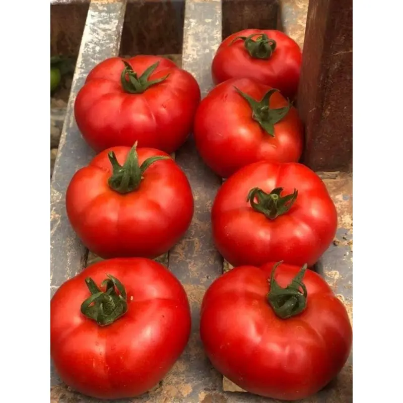Seminte tomate Ozkan F1
