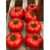 Seminte tomate Ozkan F1