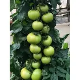 Seminte tomate Ozkan F1