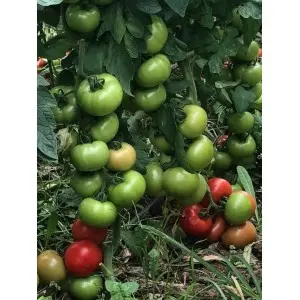 Seminte tomate Ozkan F1