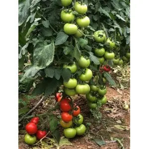 Seminte tomate Ozkan F1