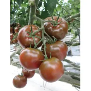 Seminte tomate Sacher F1