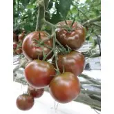 Seminte tomate Sacher F1