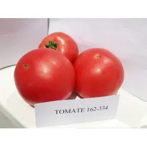 Seminte tomate Gusto Pink (162-334) F1