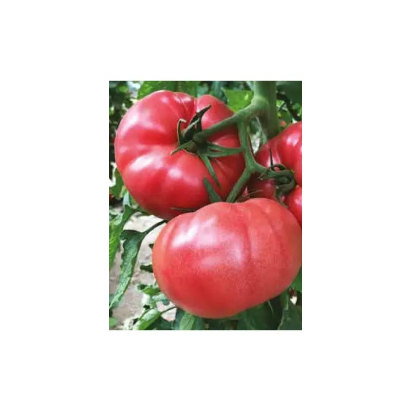 Seminte tomate Gusto Pink (162-334) F1