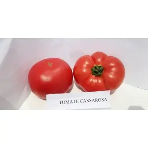 Seminte tomate Cassarosa F1