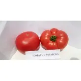 Seminte tomate Cassarosa F1