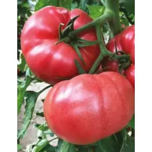 Seminte tomate Pink Rock F1