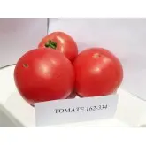 Seminte tomate Pink Rock F1