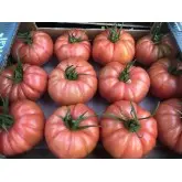 Seminte tomate Tobrossa (Leroxy) F1