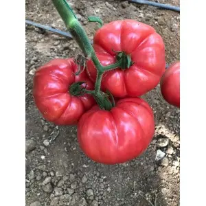 Seminte tomate Leroxy F1