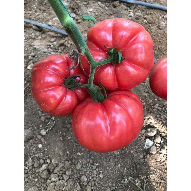 Tobrossa (Leroxy) F1 - tomate roz, nedeterminate | Horticola