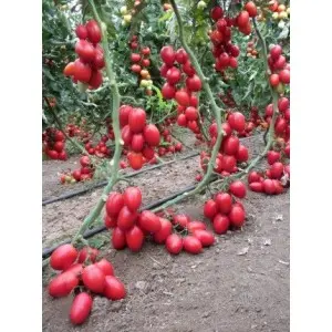 Seminte tomate Peradur F1