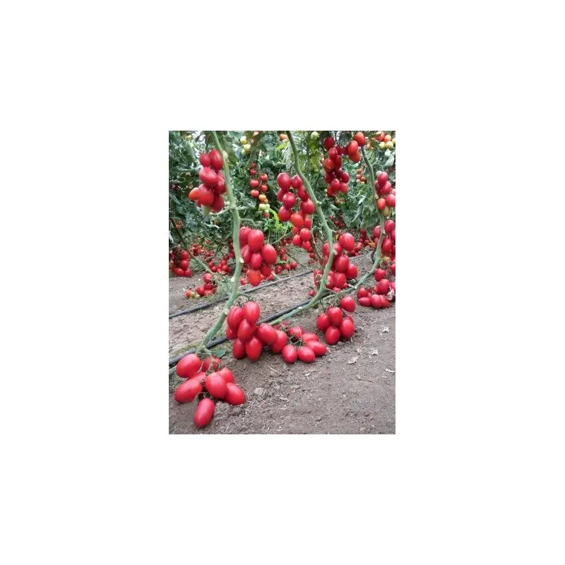 Seminte tomate Peradur F1