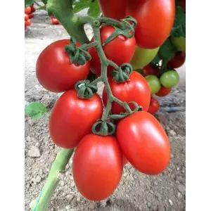 Seminte tomate Peradur F1