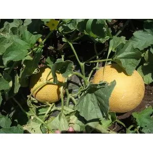 Seminte pepene galben Milica F1 (ZKI 1112)