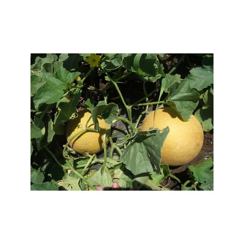 Seminte pepene galben Milica F1 (ZKI 1112)