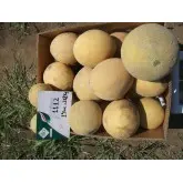 Seminte pepene galben Milica F1 (ZKI 1112)