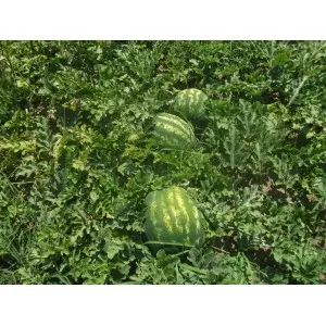 Seminte pepene verde Grizzly F1 (ZKI 10541 F1)