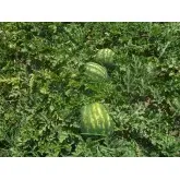 Seminte pepene verde Grizzly F1 (ZKI 10541 F1)
