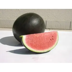 Seminte pepene verde Nosztalgia F1 (ZKI 290 F1)