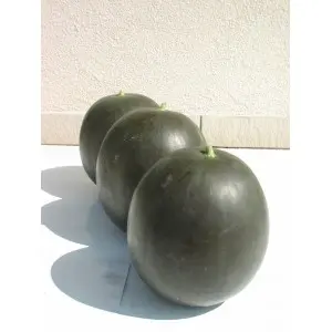 Seminte pepene verde Nosztalgia F1 (ZKI 290 F1)