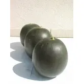 Seminte pepene verde Nosztalgia F1 (ZKI 290 F1)