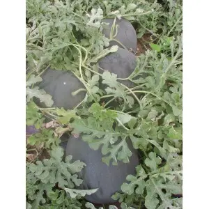 Seminte pepene verde Nosztalgia F1 (ZKI 290 F1)