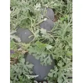 Seminte pepene verde Nosztalgia F1 (ZKI 290 F1)