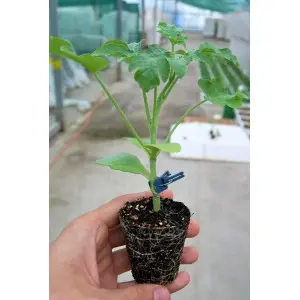 Seminte portaltoi Titan F1 (ZKI 6122 F1)