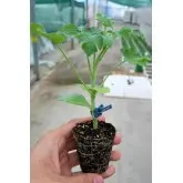 Seminte portaltoi Titan F1 (ZKI 6122 F1)