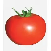 Seminte tomate Mobil