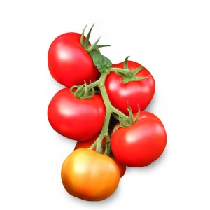 Seminte tomate Berno F1 (ZKI 04260 F1)