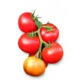 Seminte tomate Berno F1 (ZKI 04260 F1)