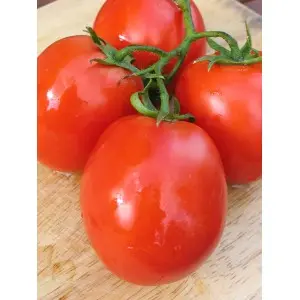 Seminte tomate Lugas F1