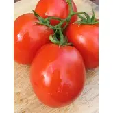 Seminte tomate Lugas F1
