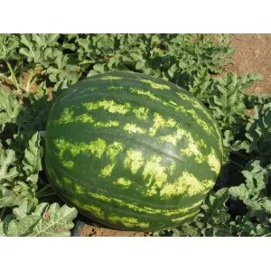 Seminte pepene verde Obla F1