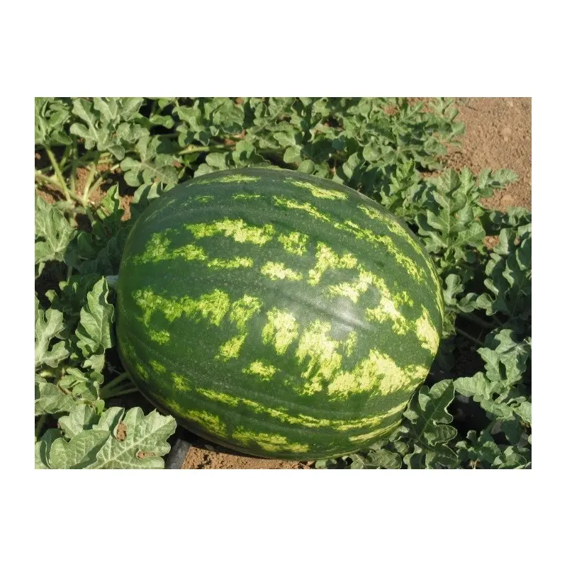 Seminte pepene verde Obla F1