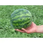 Seminte pepene verde Modellino F1