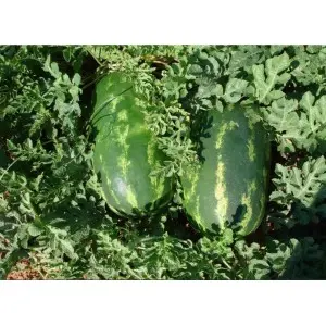 Seminte pepene verde Verona F1