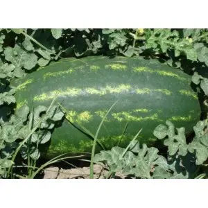 Seminte pepene verde Verona F1