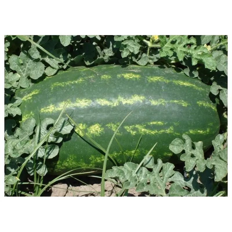 Seminte pepene verde Verona F1