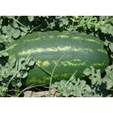Seminte pepene verde Verona F1