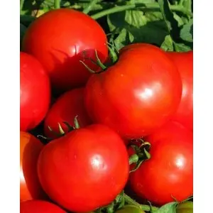 Seminte tomate Bilbo (Keren) F1