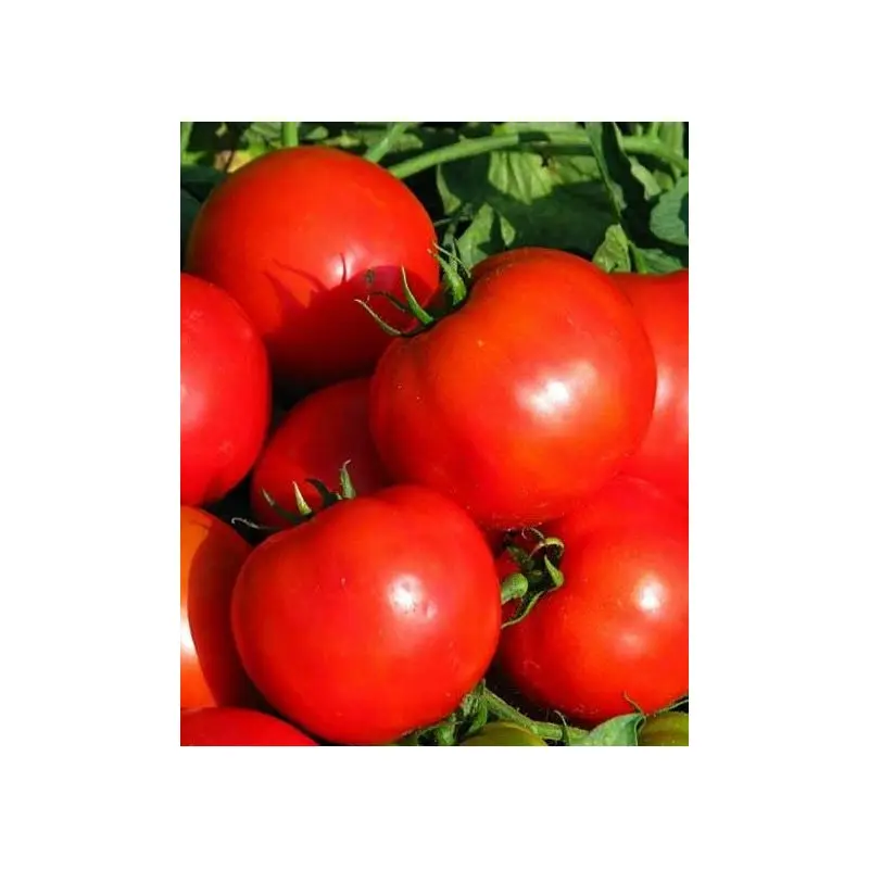 Seminte tomate Bilbo (Keren) F1
