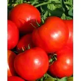 Seminte tomate Bilbo (Keren) F1